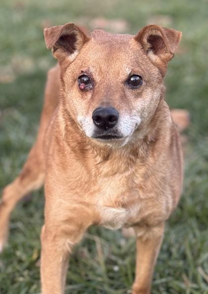 Enlarge Jetson, a Adoptable mixed breed in Malvern, PA image 1/3
