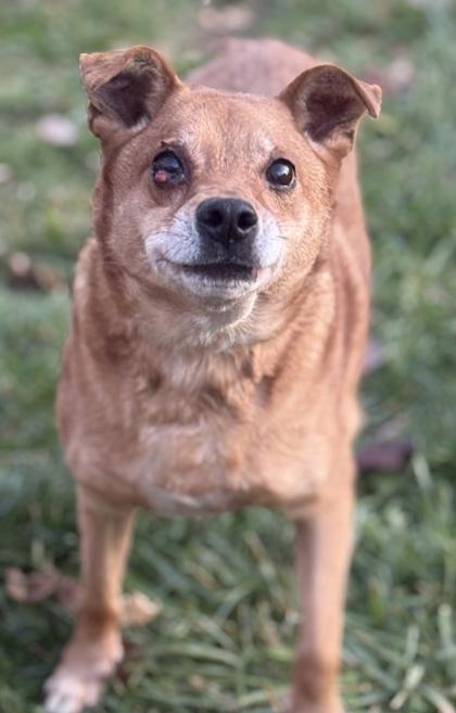 Enlarge Jetson, a Adoptable mixed breed in Malvern, PA image 2/3