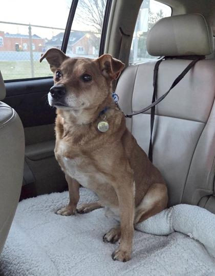 Enlarge Jetson, a Adoptable mixed breed in Malvern, PA image 3/3