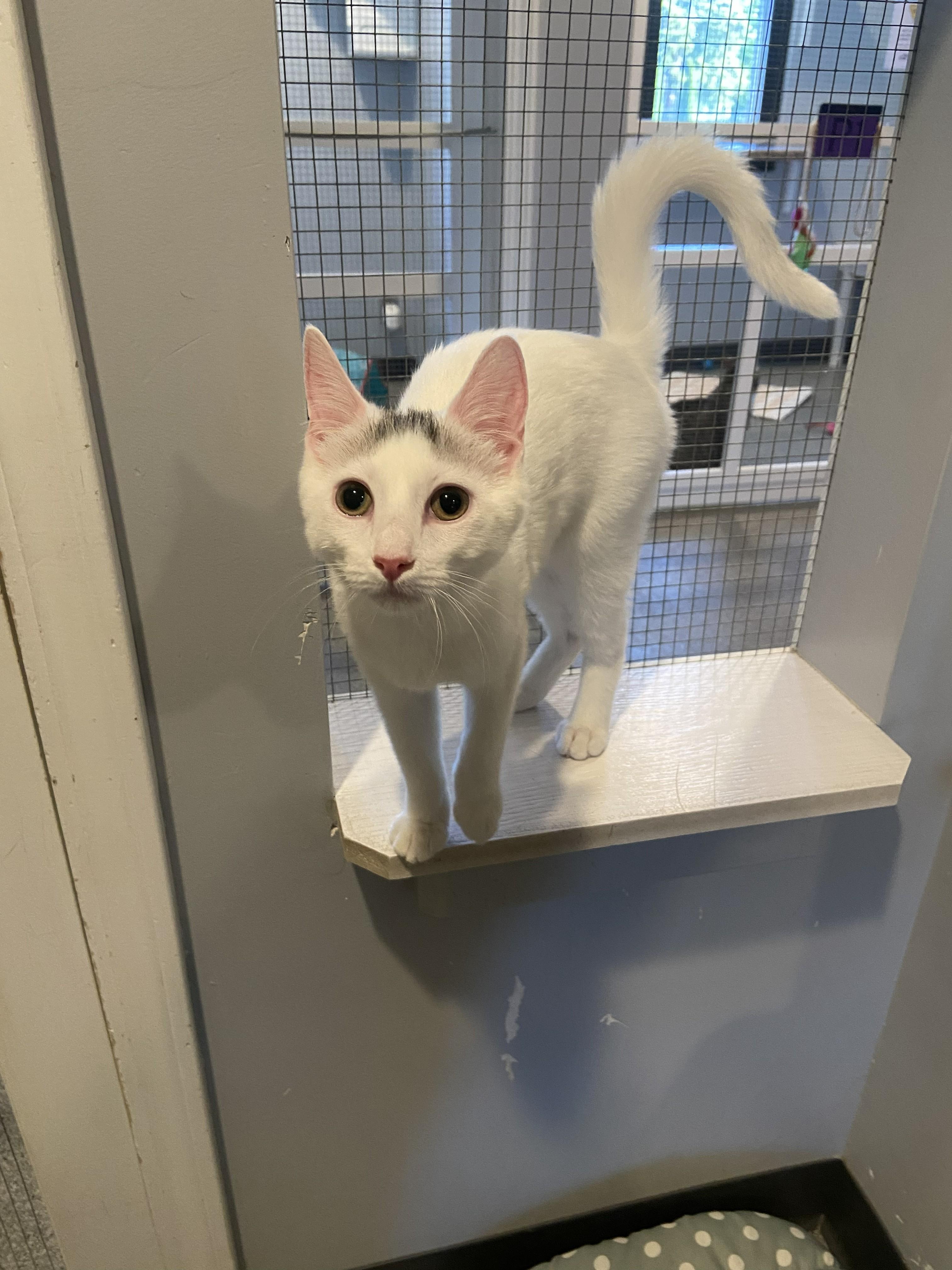 Enlarge Toupee, an adopted Domestic Short Hair in Lincoln, NE image 2/2
