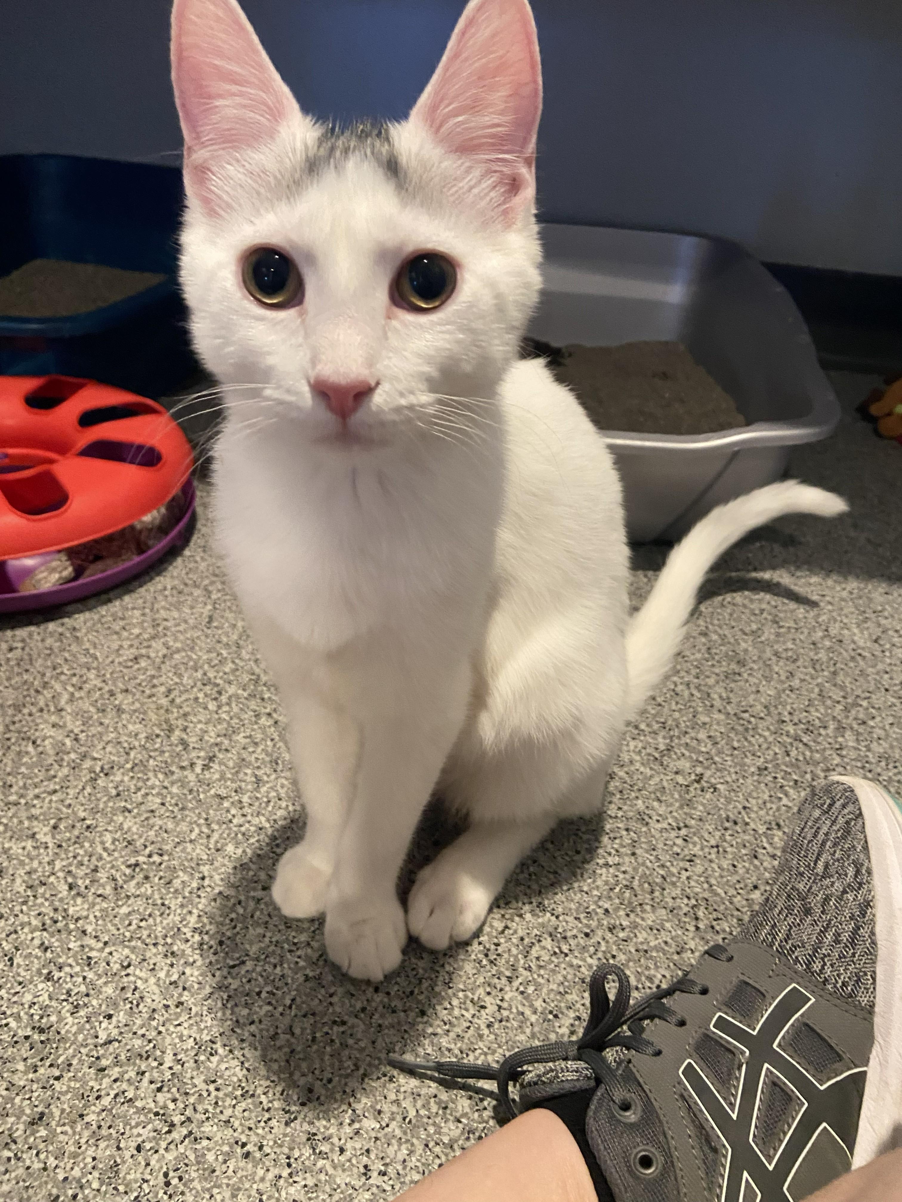 Enlarge Toupee, an adopted Domestic Short Hair in Lincoln, NE image 1/2