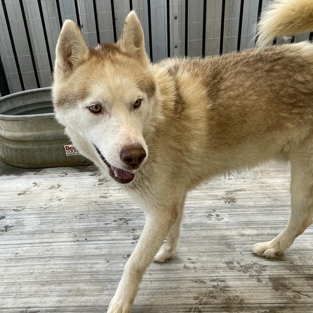 Raul, Adoptable, Adult Male Husky.