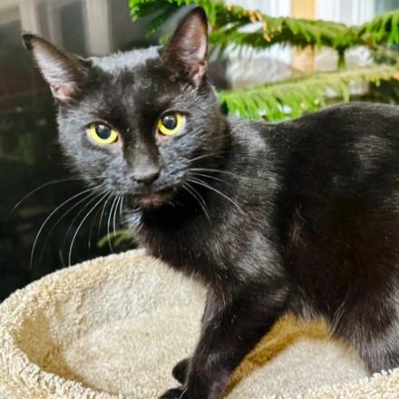 BABETTE - BEAUTIFUL BOMBAY, an adopted Bombay in Danbury, CT image 2/6