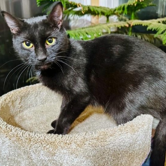 BABETTE - BEAUTIFUL BOMBAY, adopted, Adult Female Bombay.