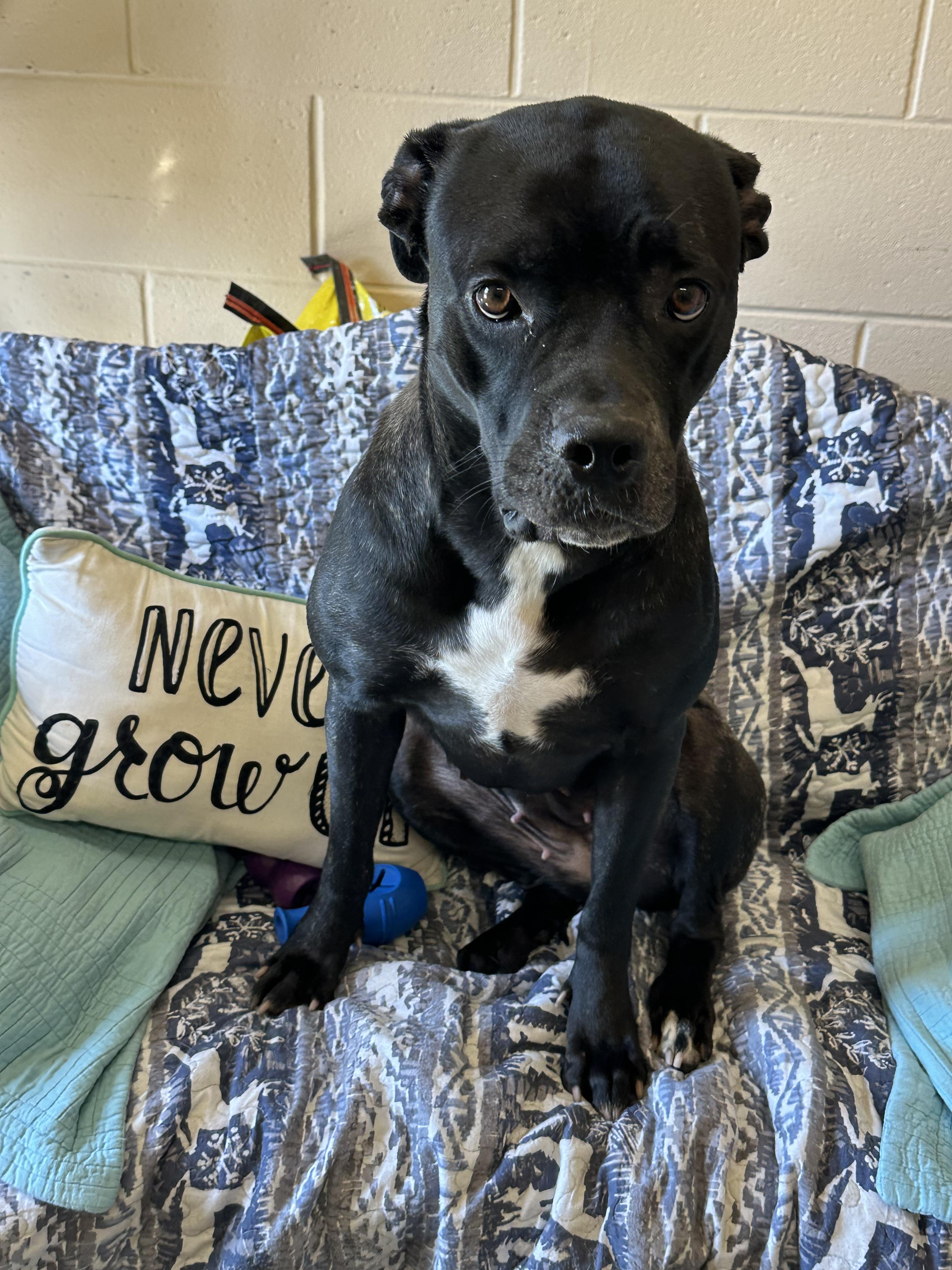 Rouse, Adoptable, Adult Female Boxer.