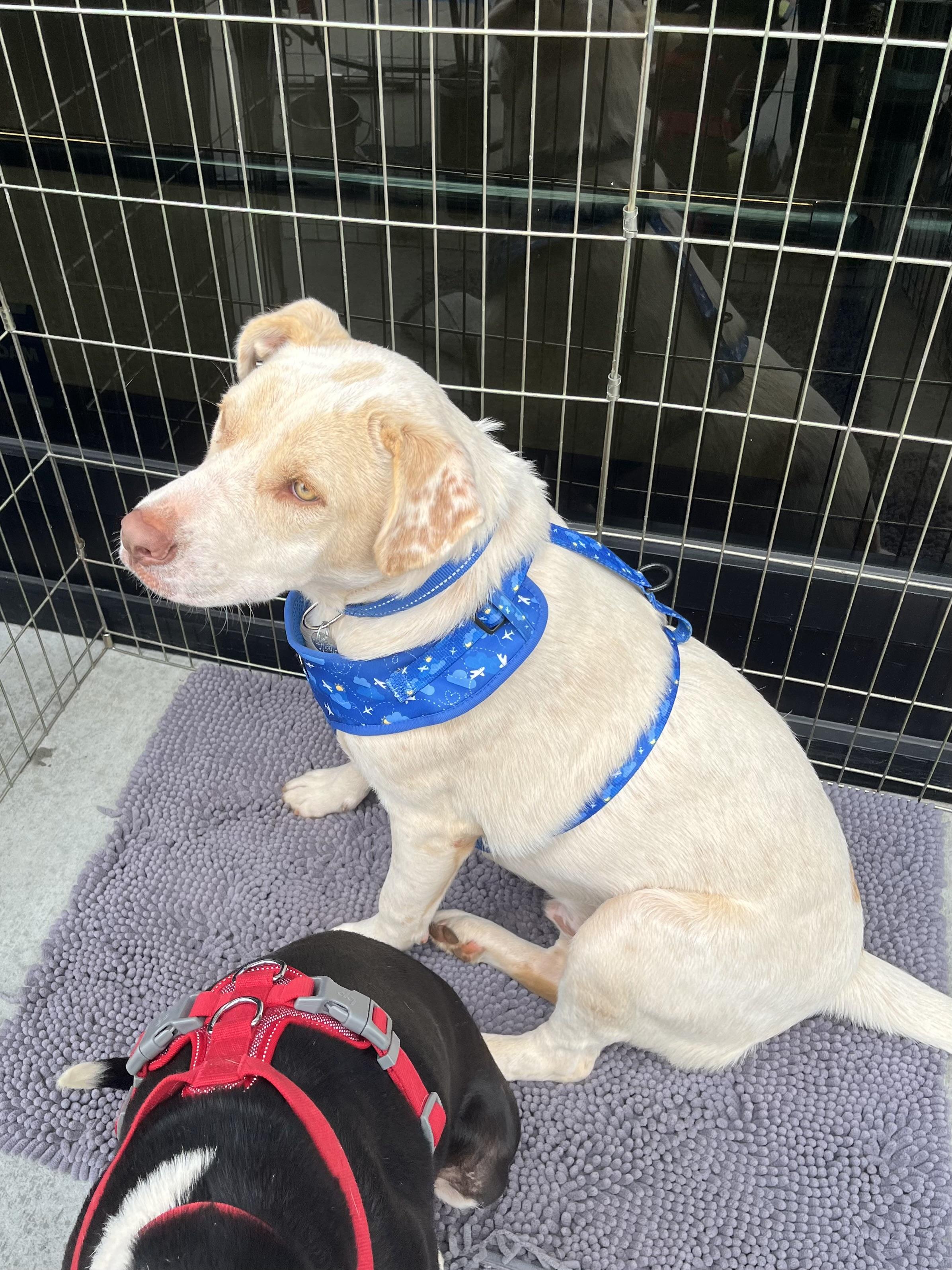 Opie, Adoptable, Adult Male Carolina Dog.