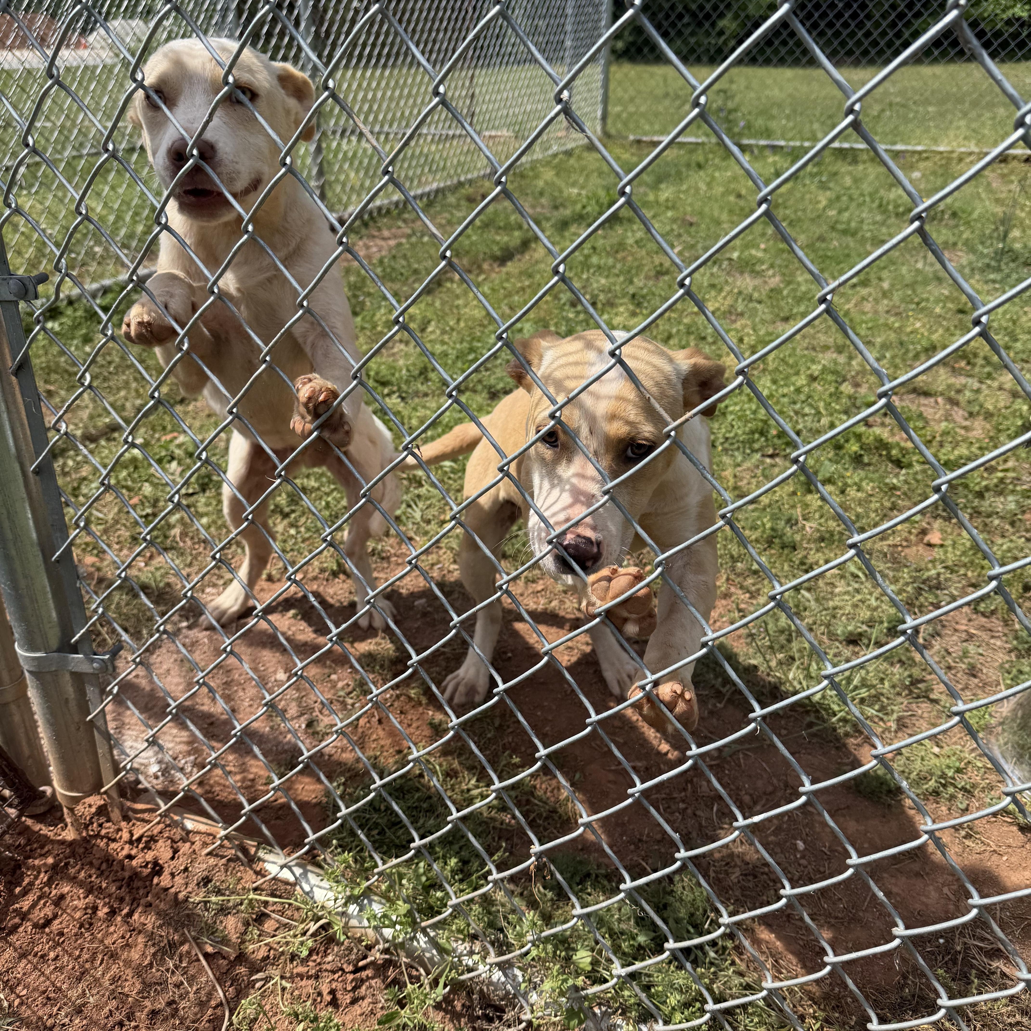 Enlarge Opie, a Adoptable mixed breed in Greensboro, GA image 4/4
