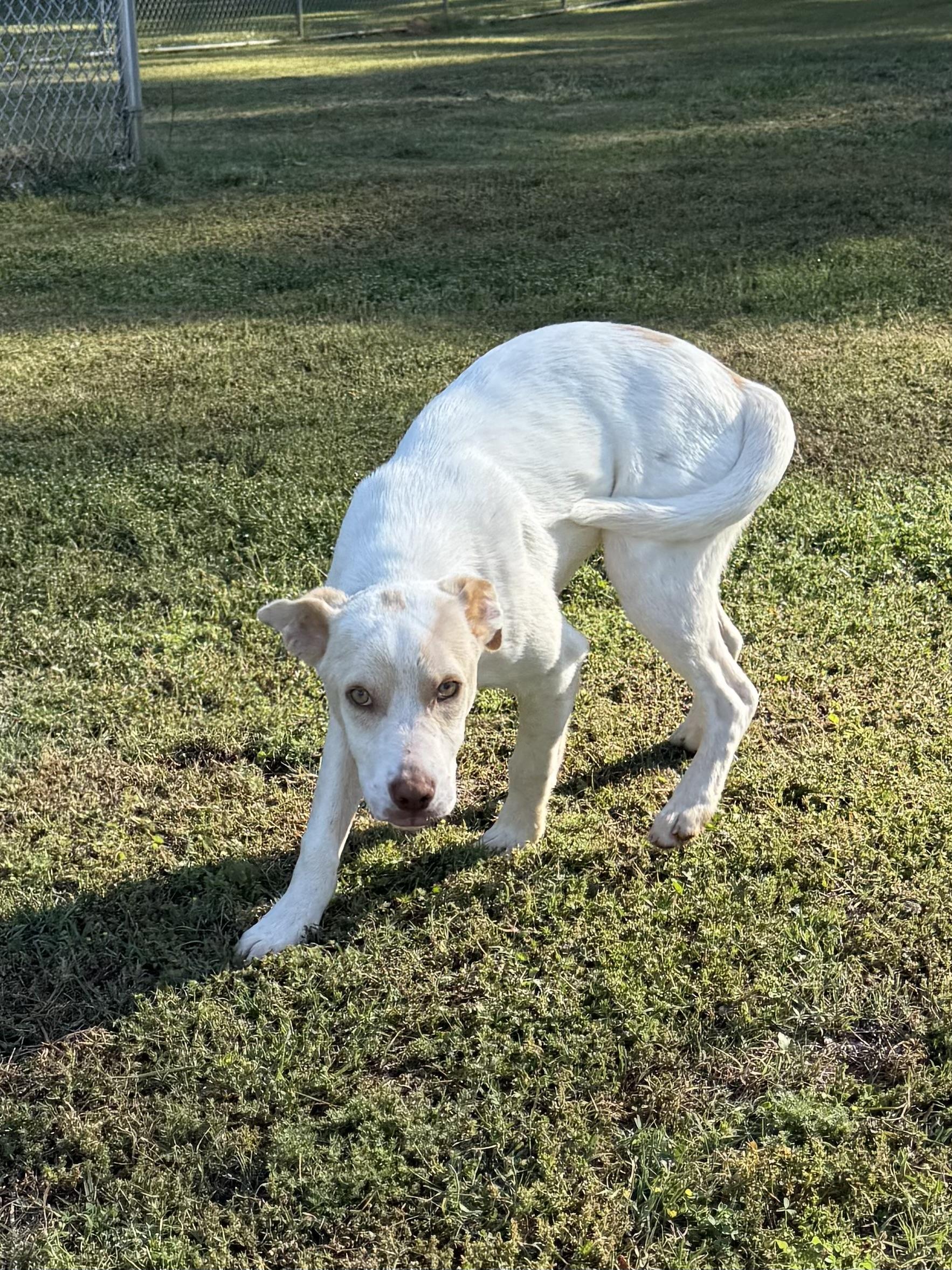 Enlarge Opie, a Adoptable mixed breed in Greensboro, GA image 3/4