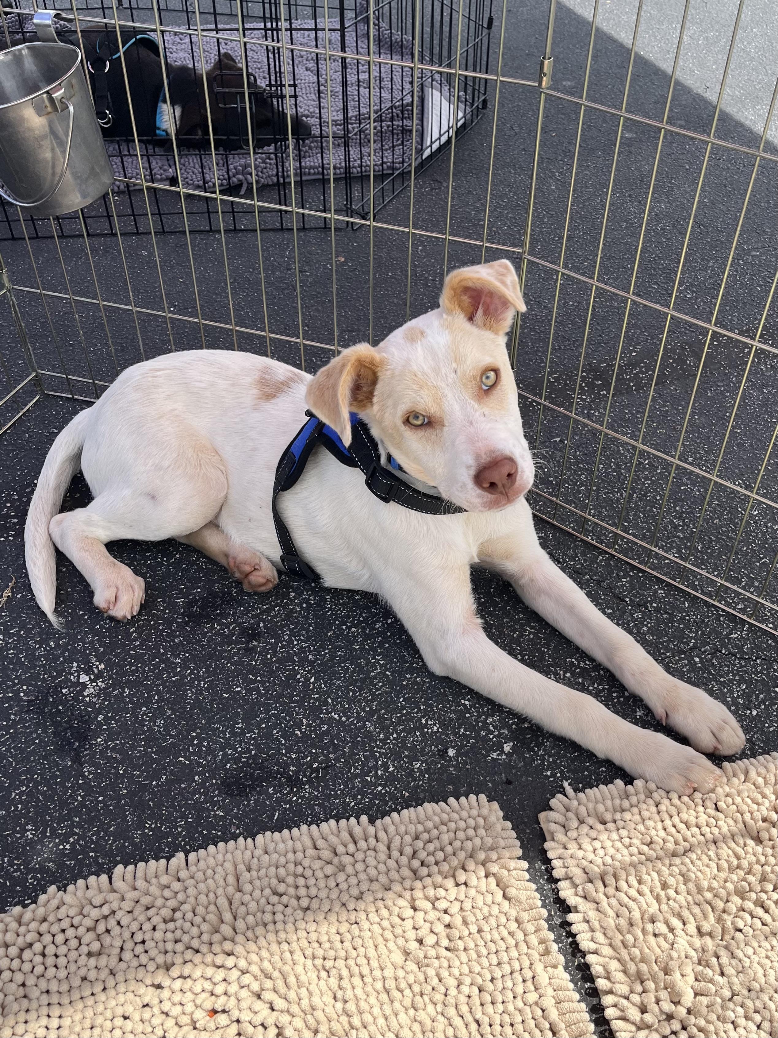 Enlarge Opie, a Adoptable mixed breed in Greensboro, GA image 1/4
