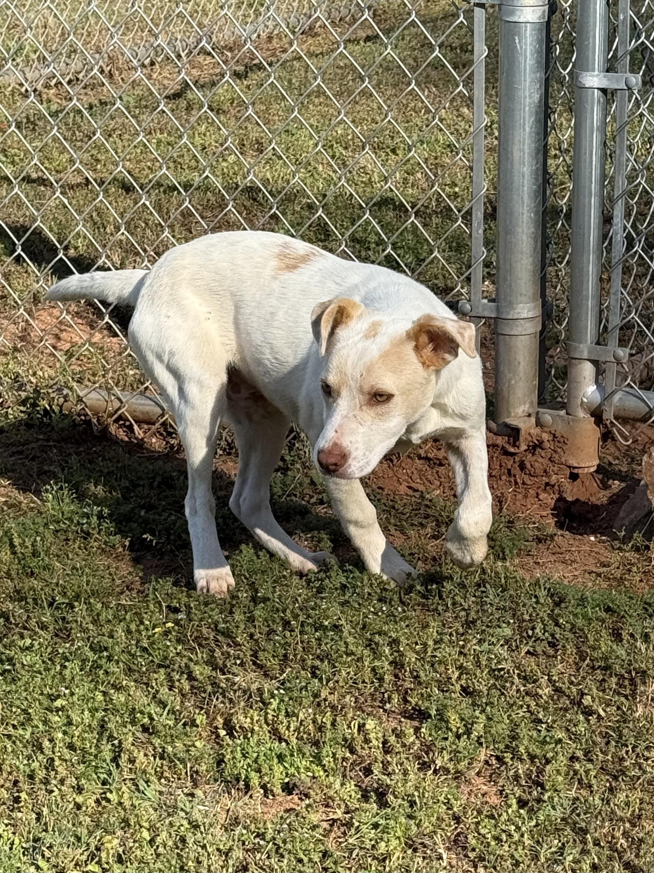 Enlarge Opie, a Adoptable mixed breed in Greensboro, GA image 2/4
