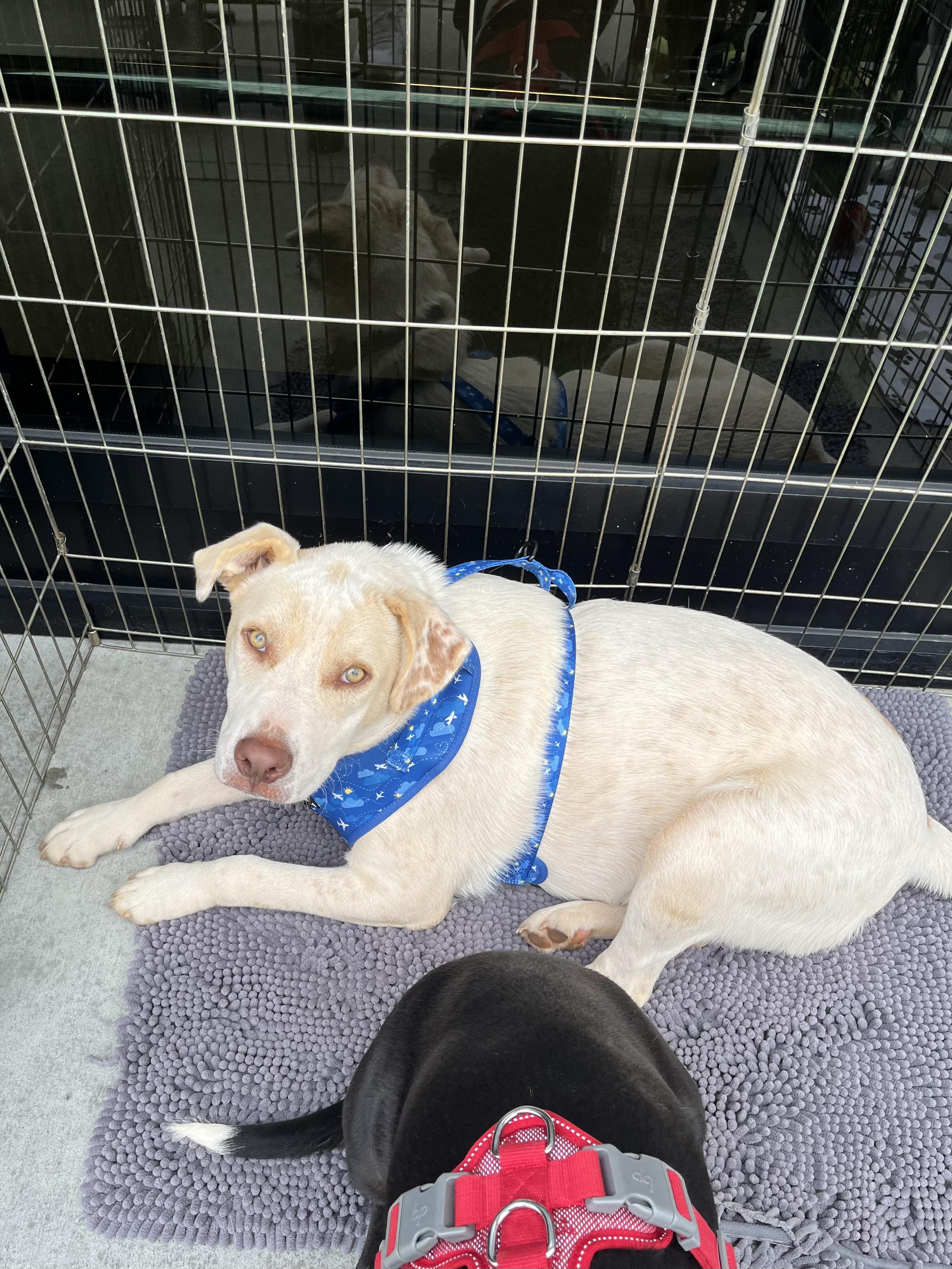 Enlarge Opie, a Adoptable mixed breed in Greensboro, GA image 2/4