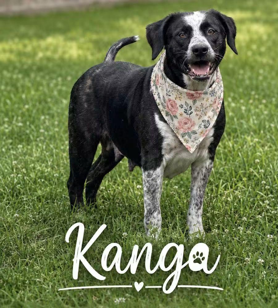 Kanga, Adoptable, Young Male Australian Cattle Dog / Blue Heeler.
