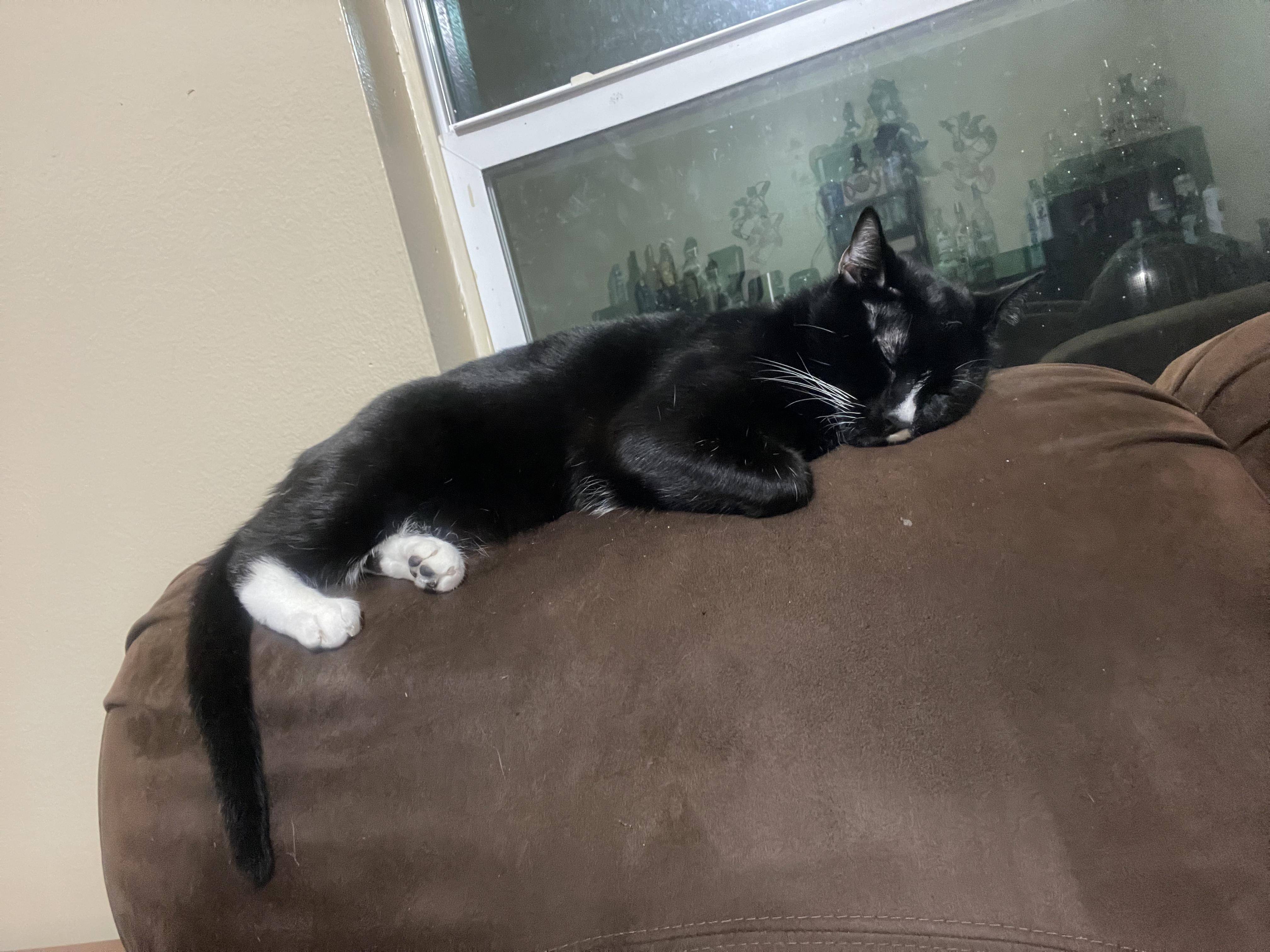 Enlarge Scout, a ADOPTABLE Tuxedo in New Orleans, LA image 3/3