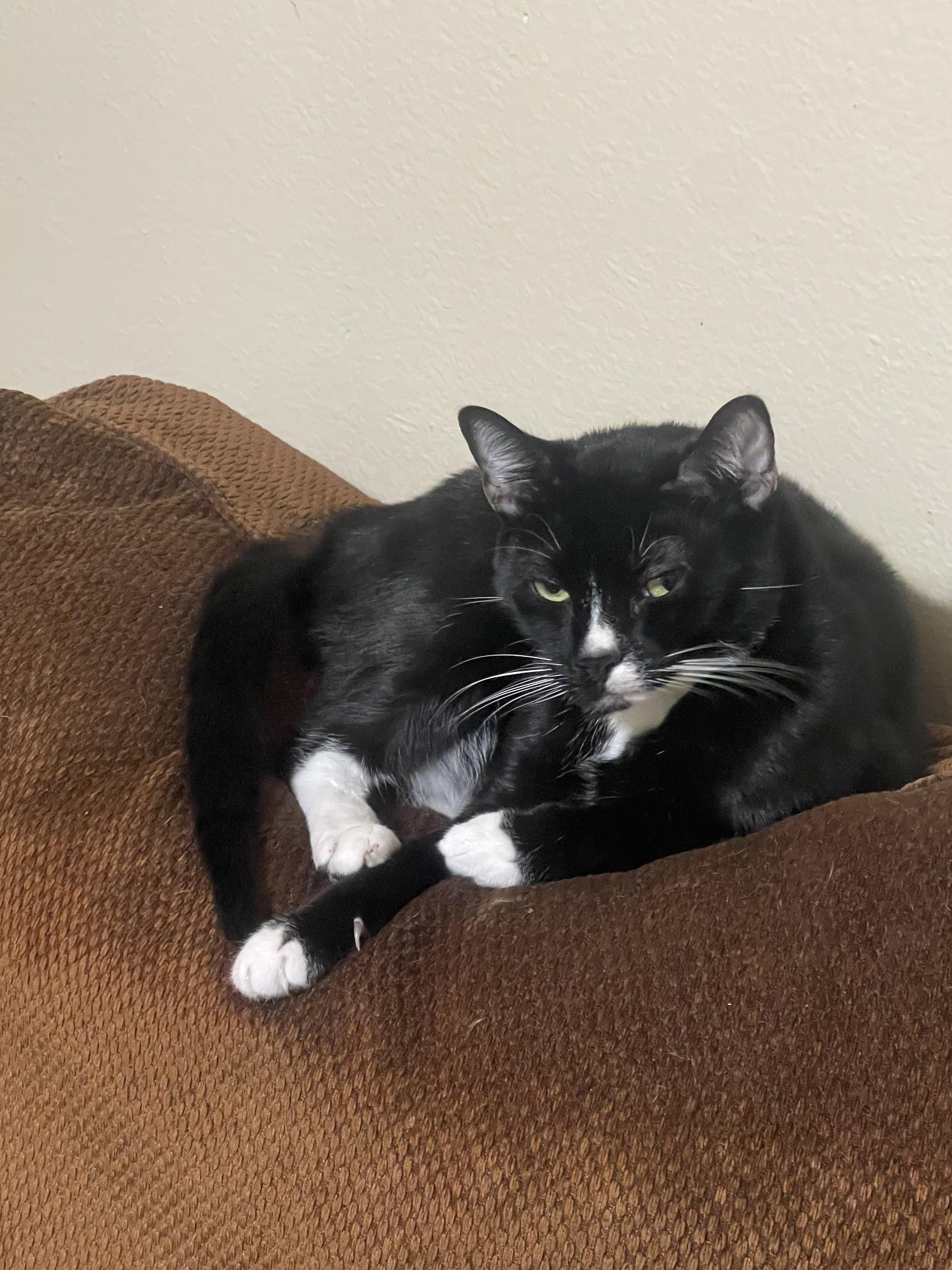 Enlarge Scout, a ADOPTABLE Tuxedo in New Orleans, LA image 1/3