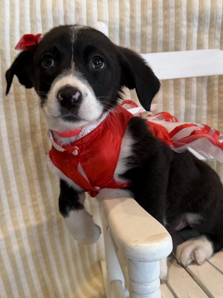 Bandana, Adoptable, Puppy Female Mixed Breed.