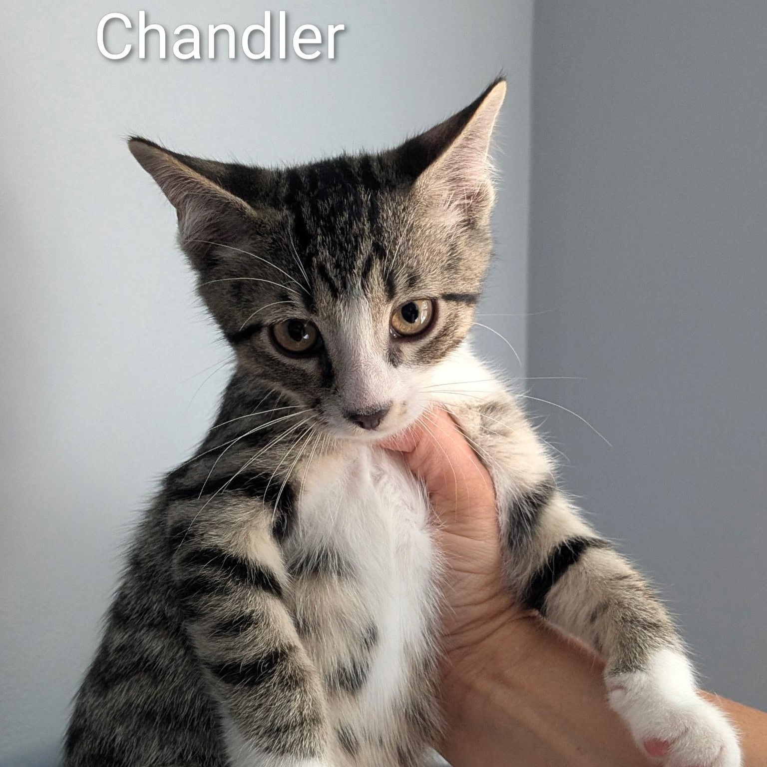 Chandler, Adopted, Kitten Male Domestic Short Hair.