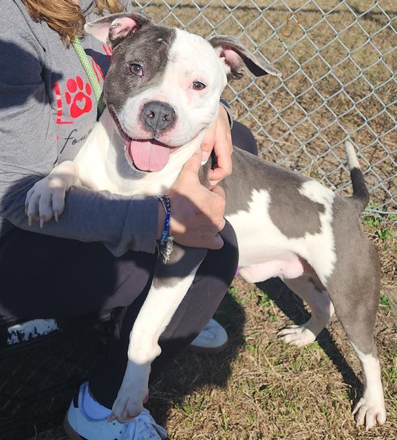 Enlarge REDHOT, a Adoptable mixed breed in Brunswick, GA image 1/1