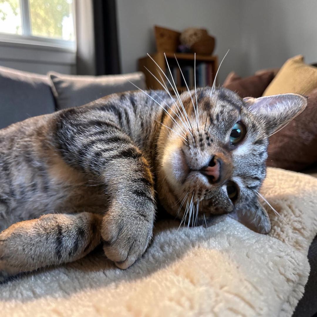 Toby, a ADOPTABLE Domestic Short Hair in Gilroy, CA image 2/6