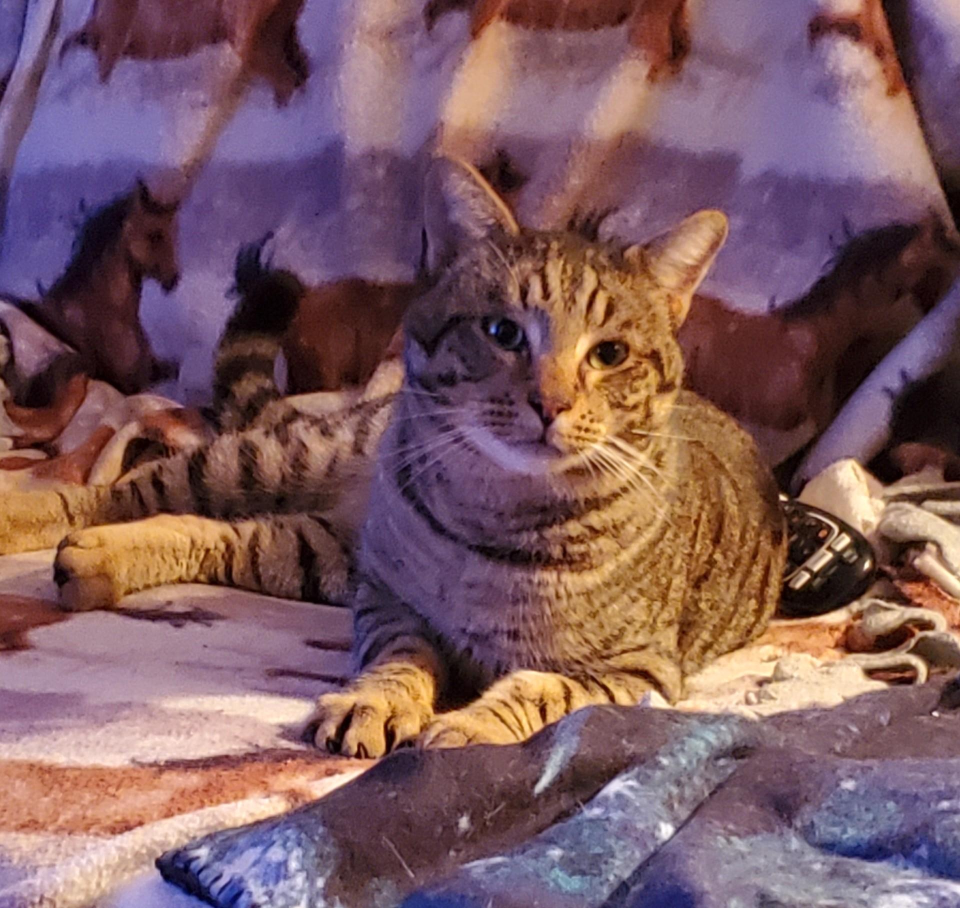 Enlarge Toby, a ADOPTABLE Domestic Short Hair in Gilroy, CA image 2/4