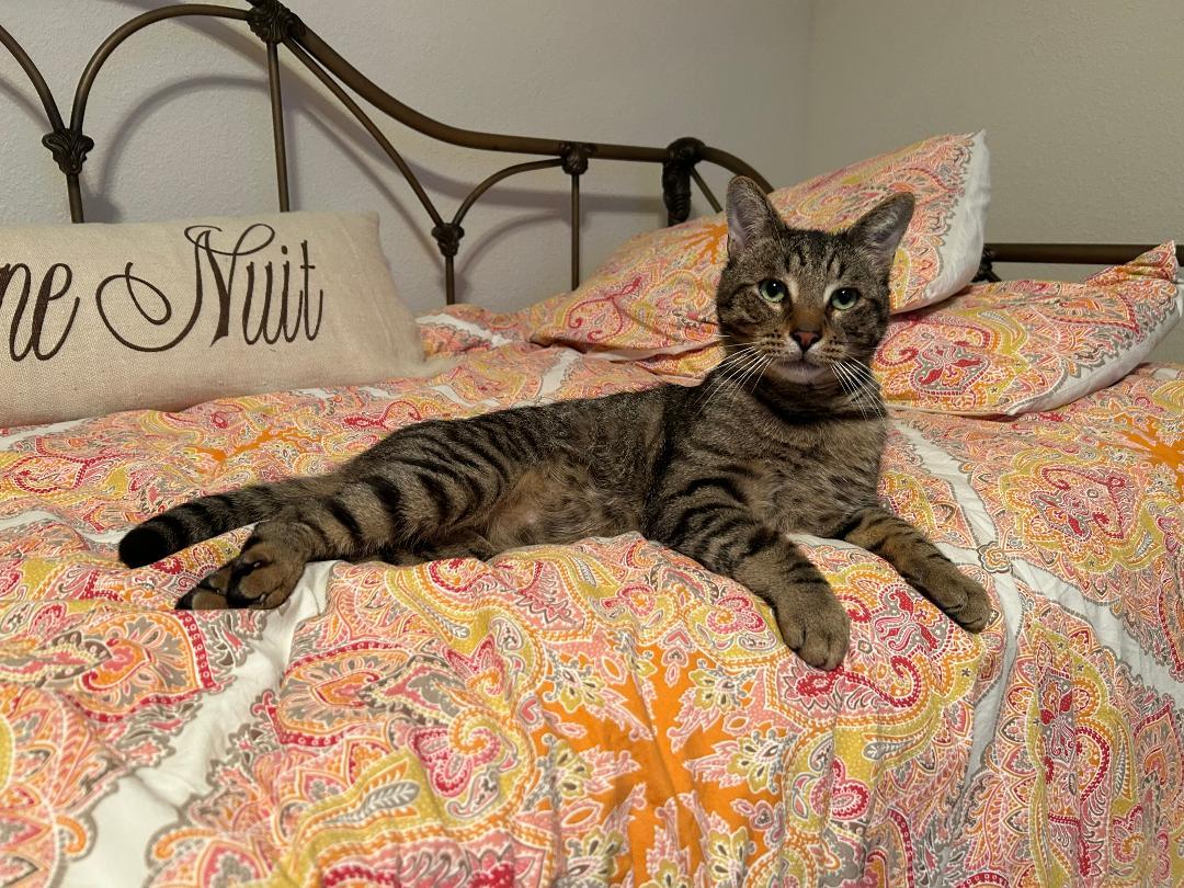 Toby, a ADOPTABLE Domestic Short Hair in Gilroy, CA image 3/6