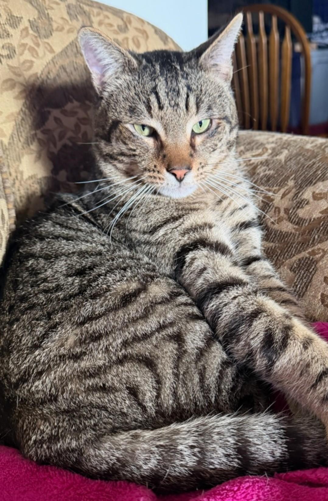 Enlarge Toby, a ADOPTABLE Domestic Short Hair in Gilroy, CA image 1/4