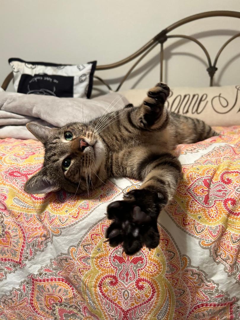 Toby, ADOPTABLE, Adult Male Domestic Short Hair.