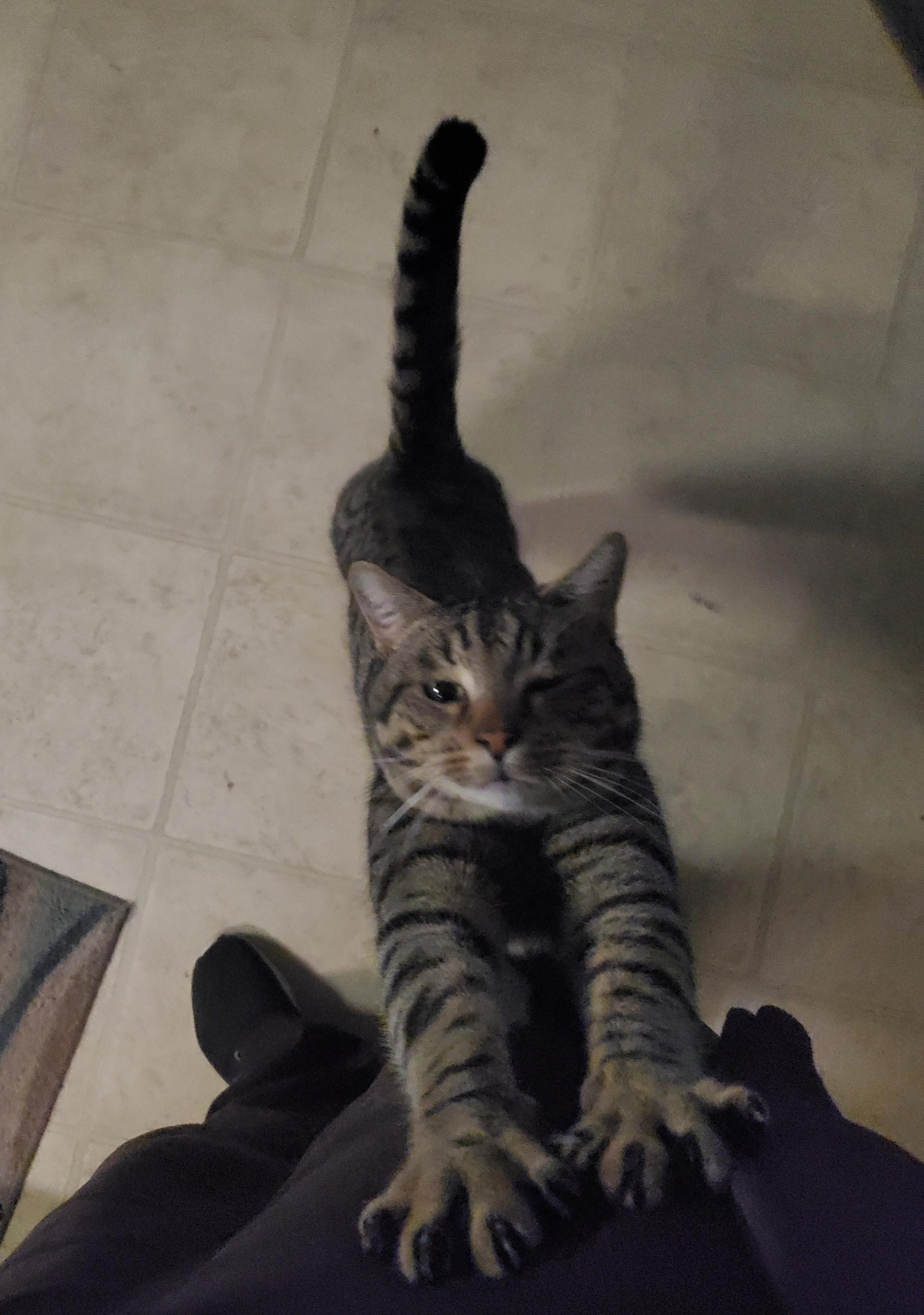 Enlarge Toby, a ADOPTABLE Domestic Short Hair in Gilroy, CA image 3/4