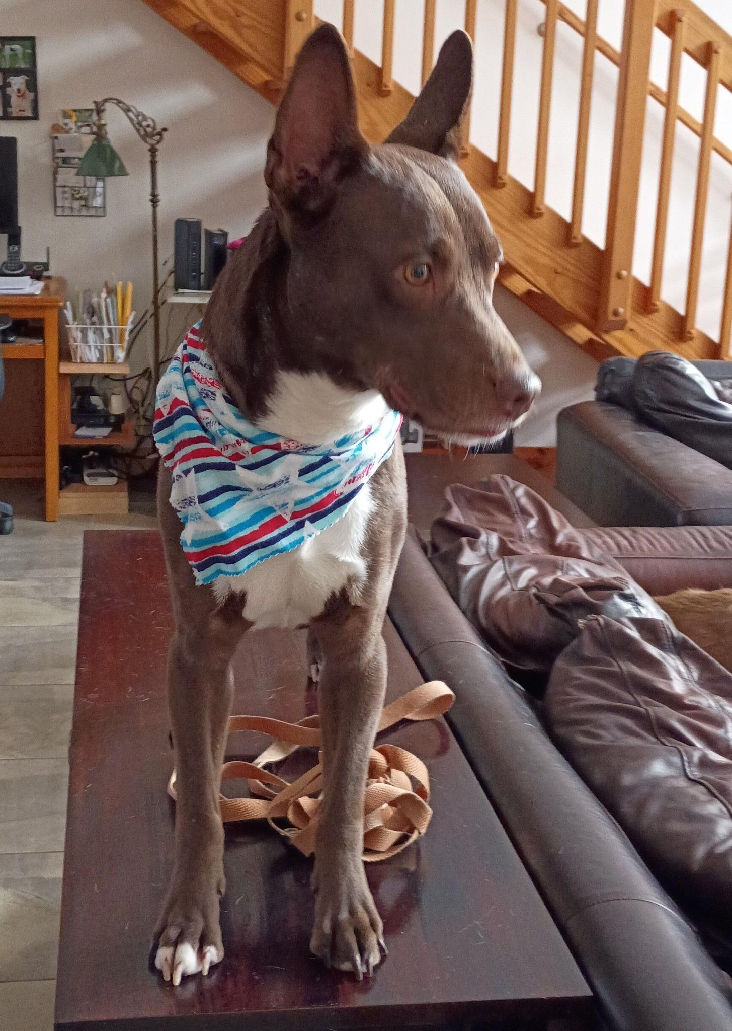 Enlarge Jude ***Reduced adoption fee for the month of February***, a Adoptable mixed breed in North Berwick, ME image 3/6