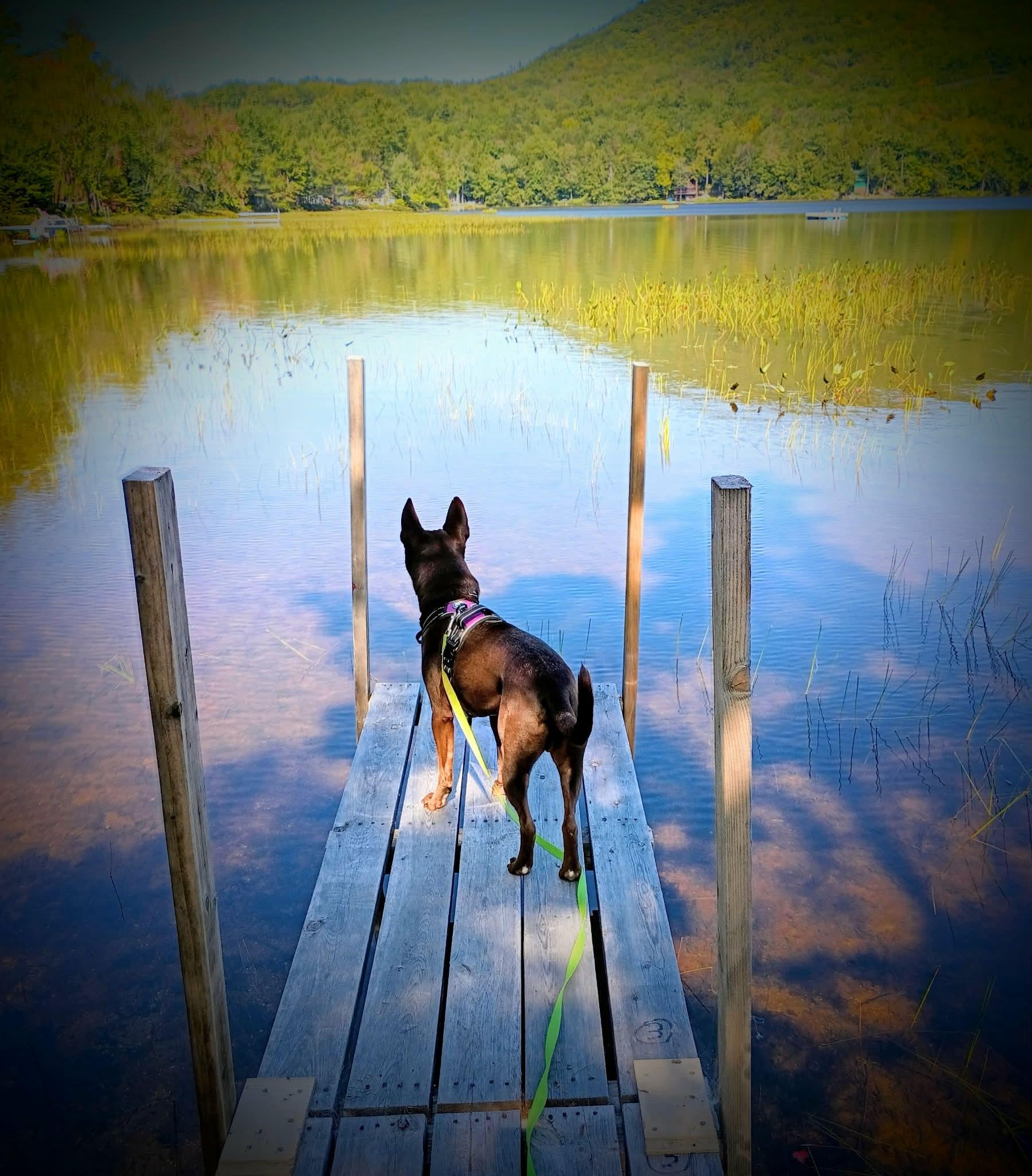 Enlarge Jude ***Reduced adoption fee***, a Adoptable mixed breed in North Berwick, ME image 1/6