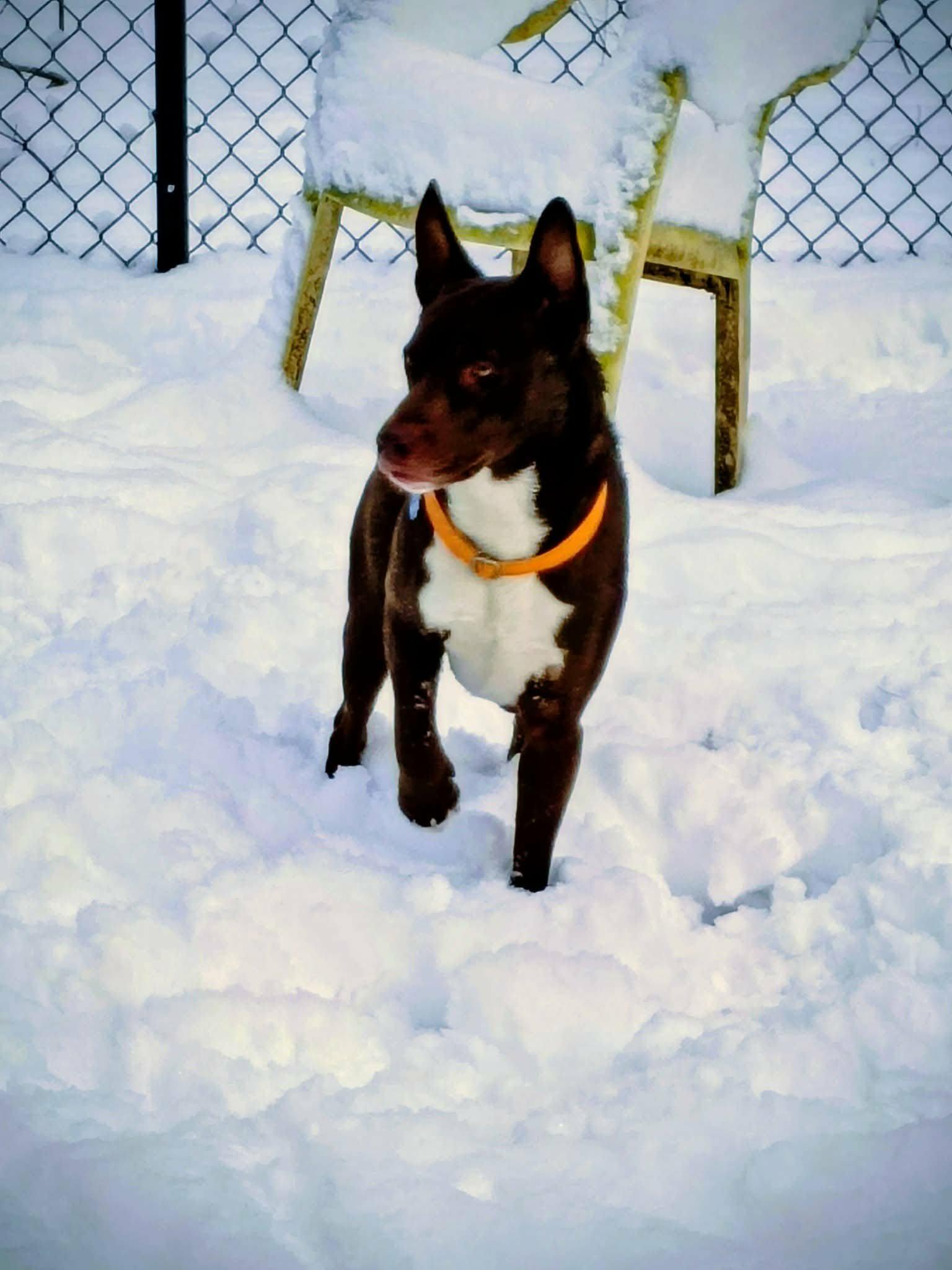 Enlarge Jude ***Reduced adoption fee for the month of February***, a Adoptable mixed breed in North Berwick, ME image 4/6