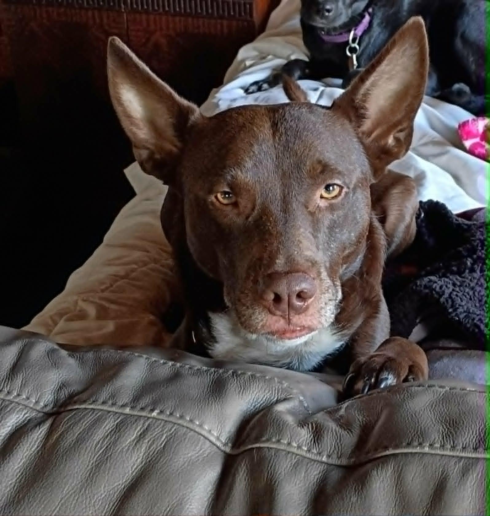 Enlarge Jude ***Reduced adoption fee***, a Adoptable mixed breed in North Berwick, ME image 4/6