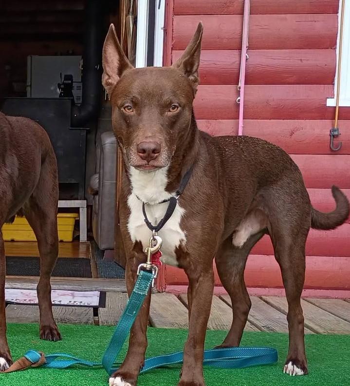 Enlarge Jude ***Reduced adoption fee***, a Adoptable mixed breed in North Berwick, ME image 2/6
