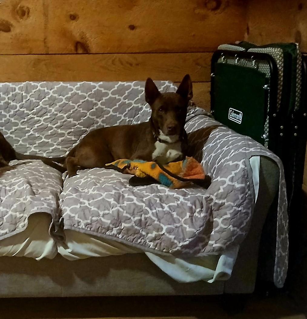 Jude, a Adoptable mixed breed in North Berwick, ME image 6/6