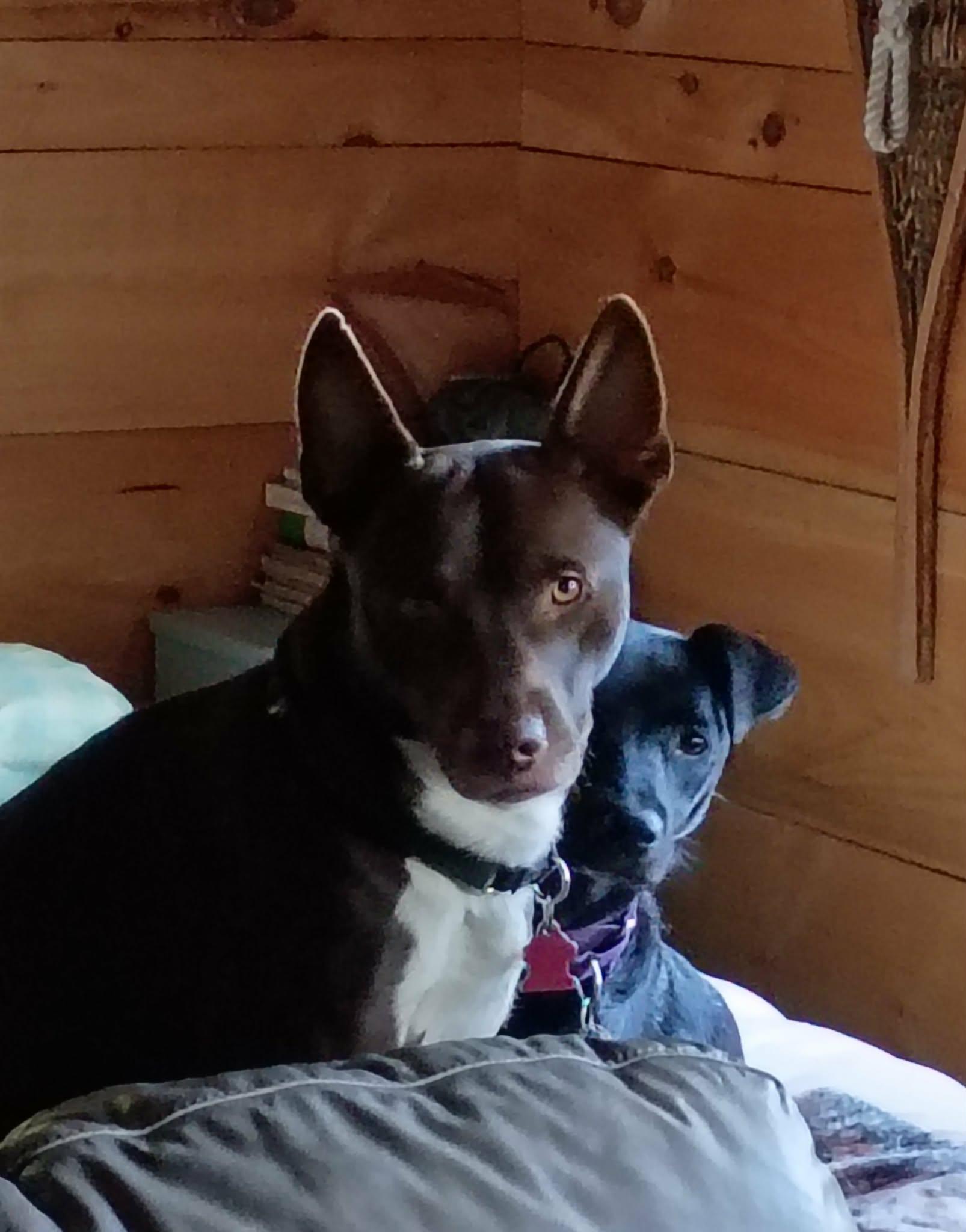 Enlarge Jude ***Reduced adoption fee***, a Adoptable mixed breed in North Berwick, ME image 2/6