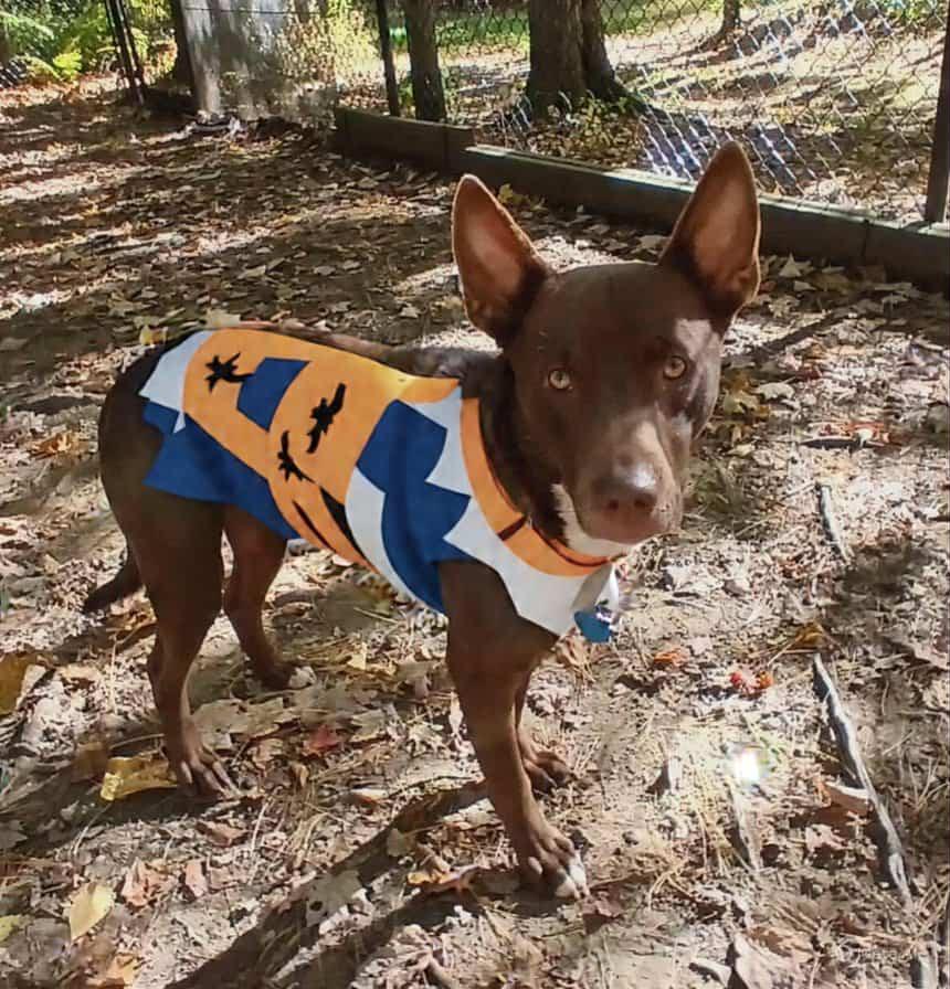 Jude, a Adoptable mixed breed in North Berwick, ME image 3/6