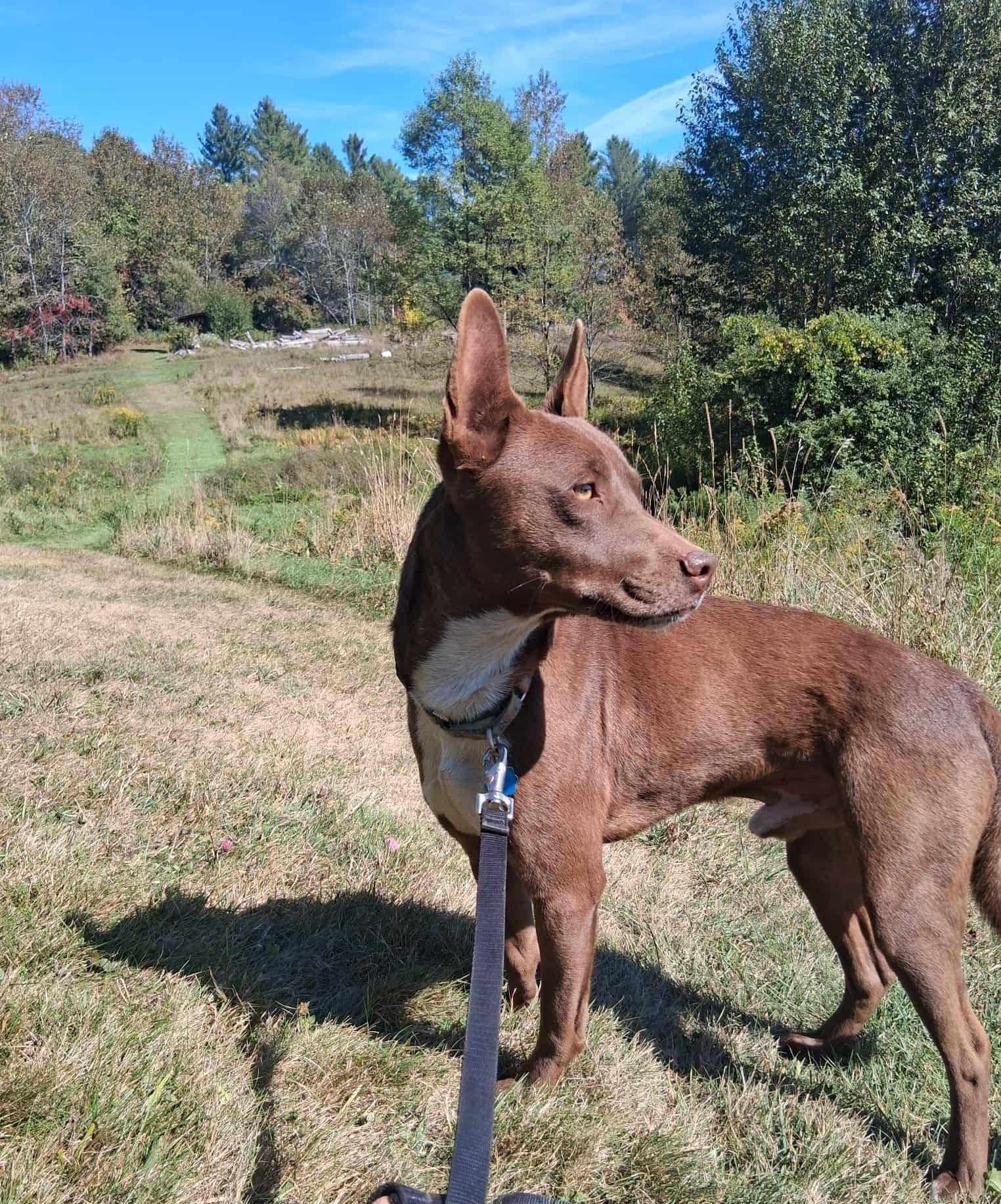 Jude, Adoptable, Adult Male Labrador Retriever & Mixed Breed.