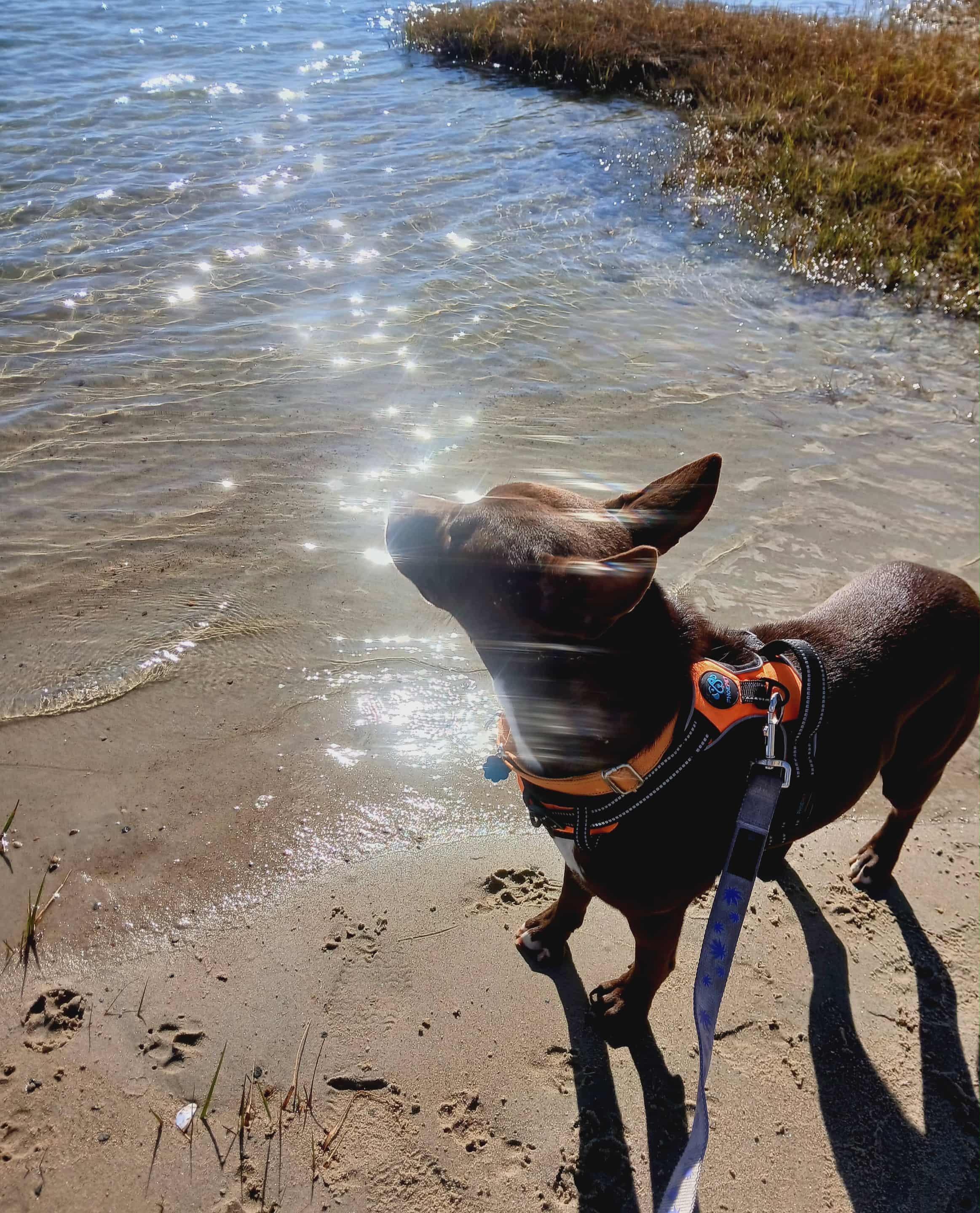 Jude, a Adoptable mixed breed in North Berwick, ME image 4/6