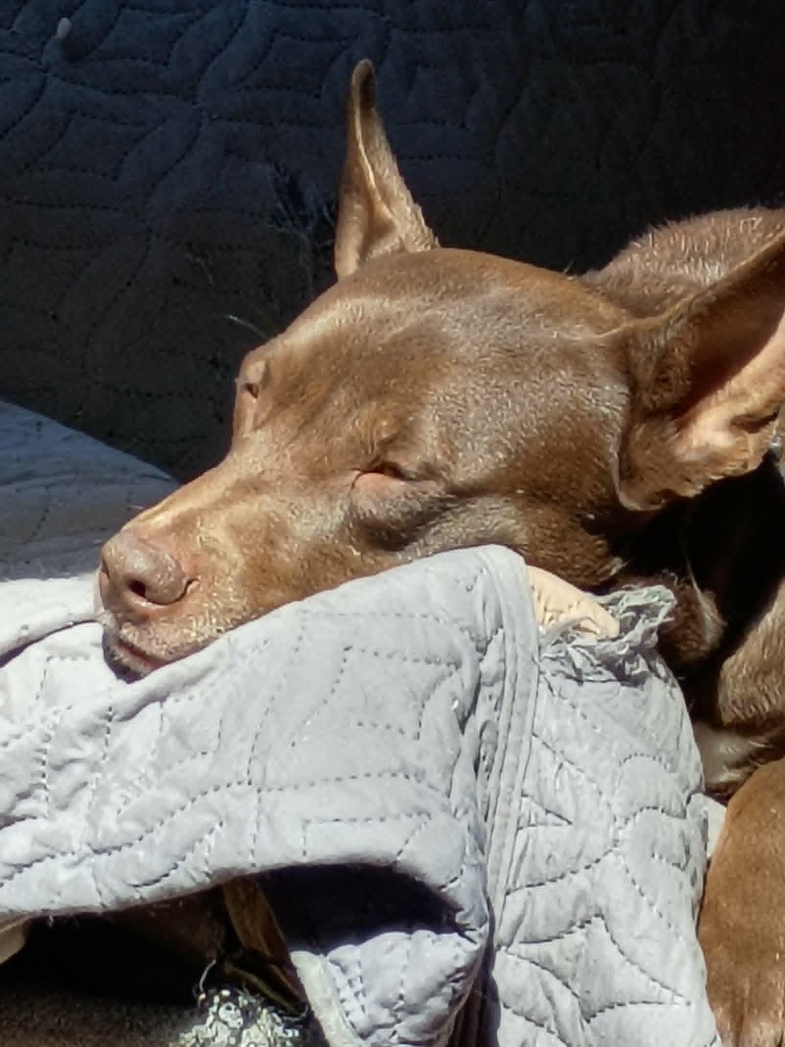 Enlarge Jude ***Reduced adoption fee***, a Adoptable mixed breed in North Berwick, ME image 3/6