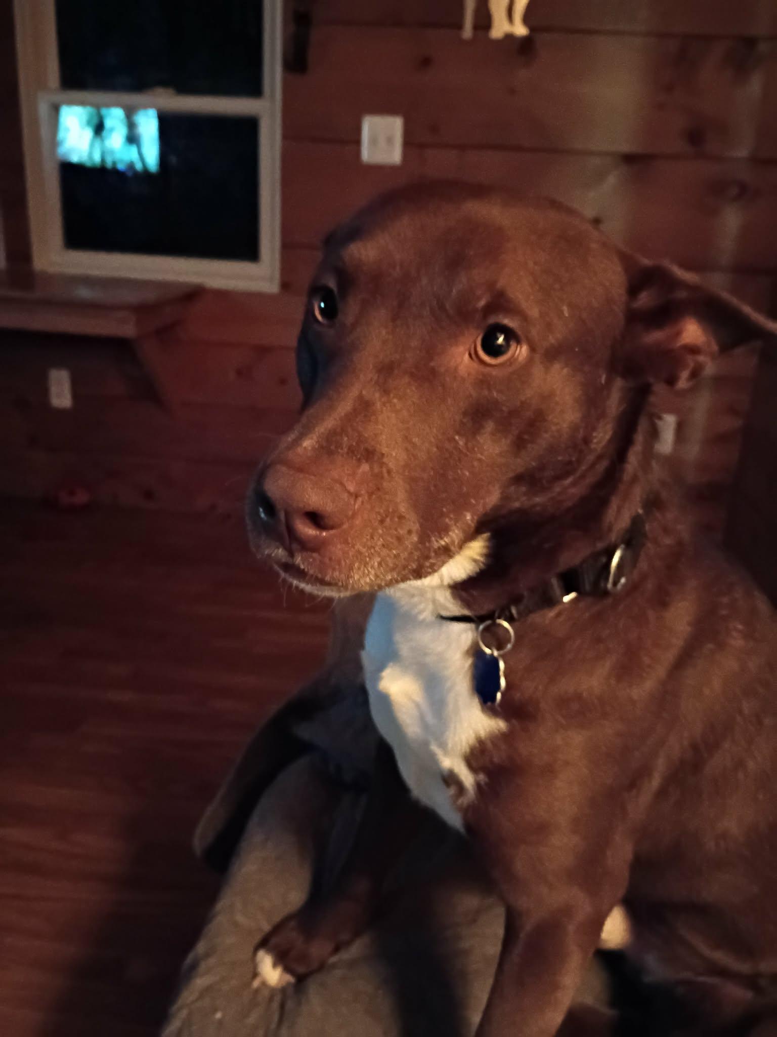 Enlarge Jude , a Adoptable mixed breed in North Berwick, ME image 1/6