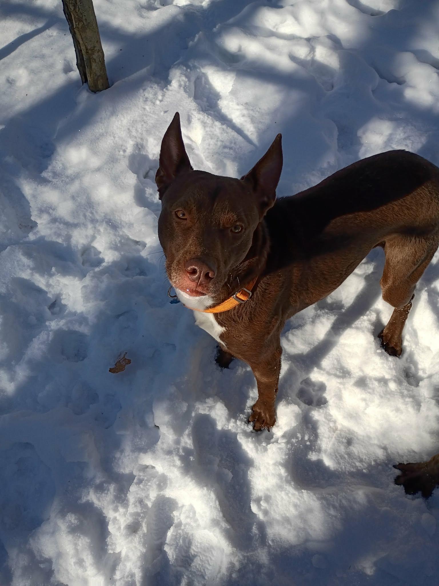 Jude, Adoptable, Adult Male Labrador Retriever & Mixed Breed.