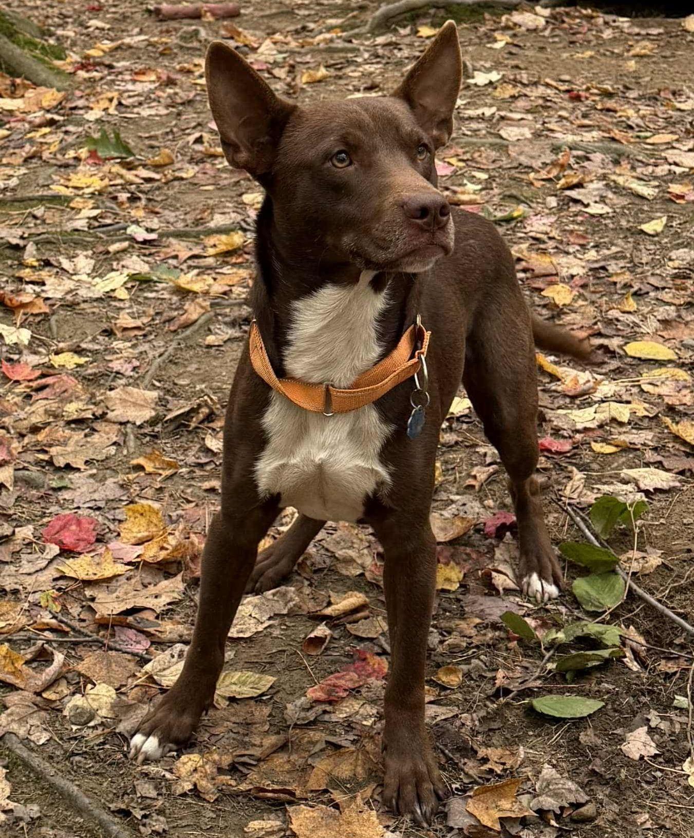 Jude, Adoptable, Adult Male Labrador Retriever & Mixed Breed.