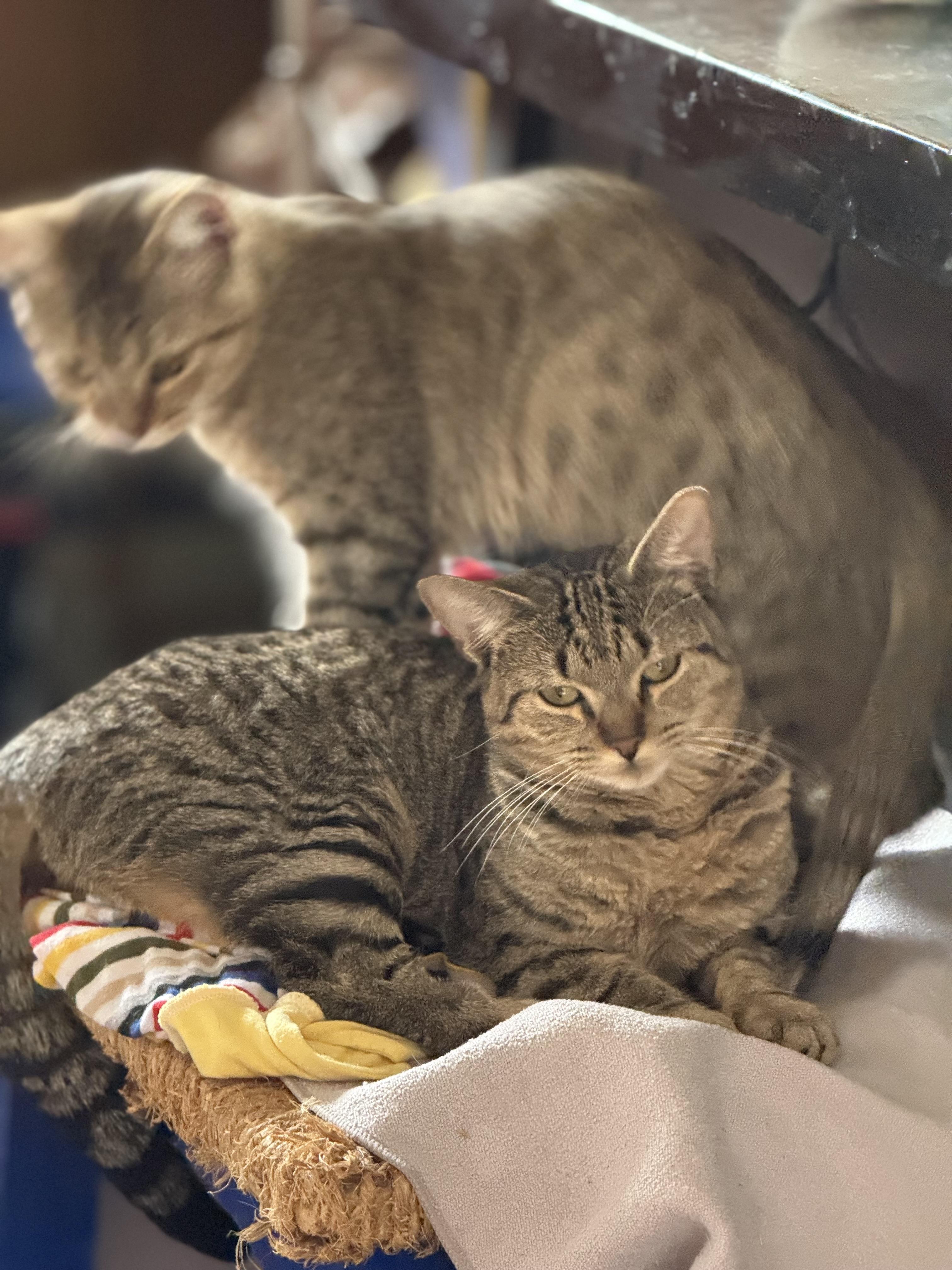 Freda and Mira, Adoptable, Young Female Domestic Short Hair.