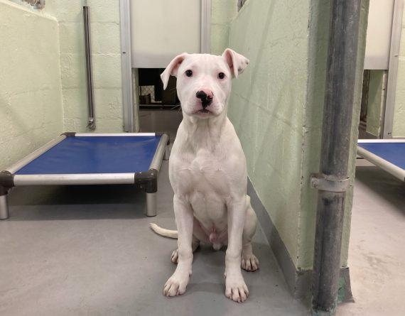 Cinco, Adopted, Puppy Male Mixed Breed.