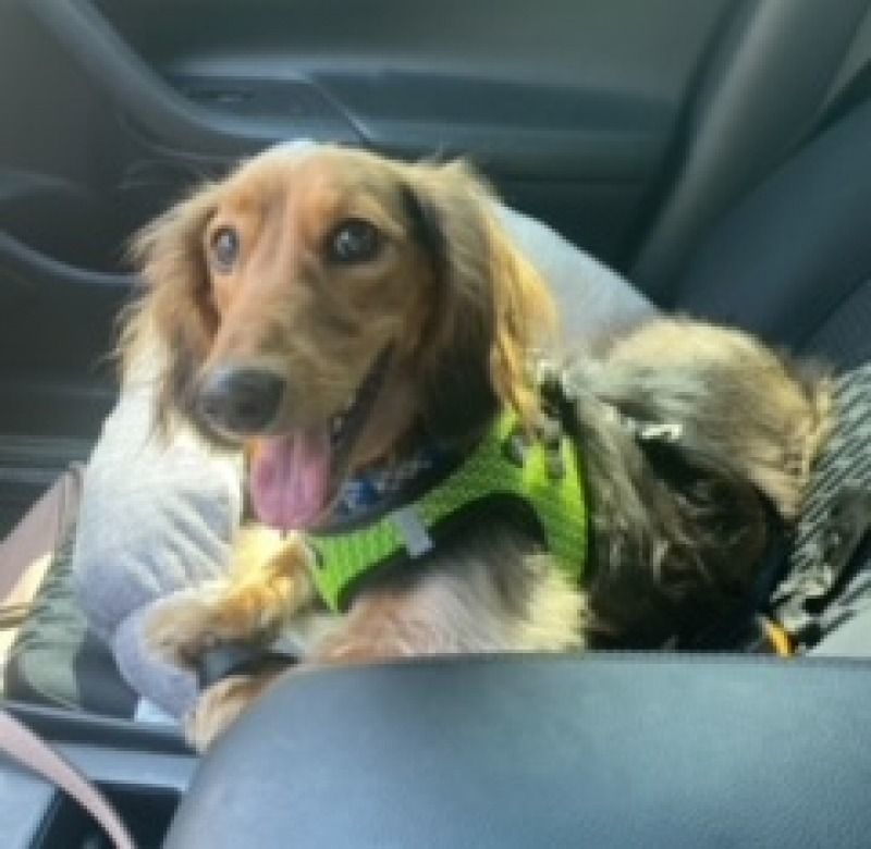 Johnny (MD), a Adoptable Dachshund image 1/2