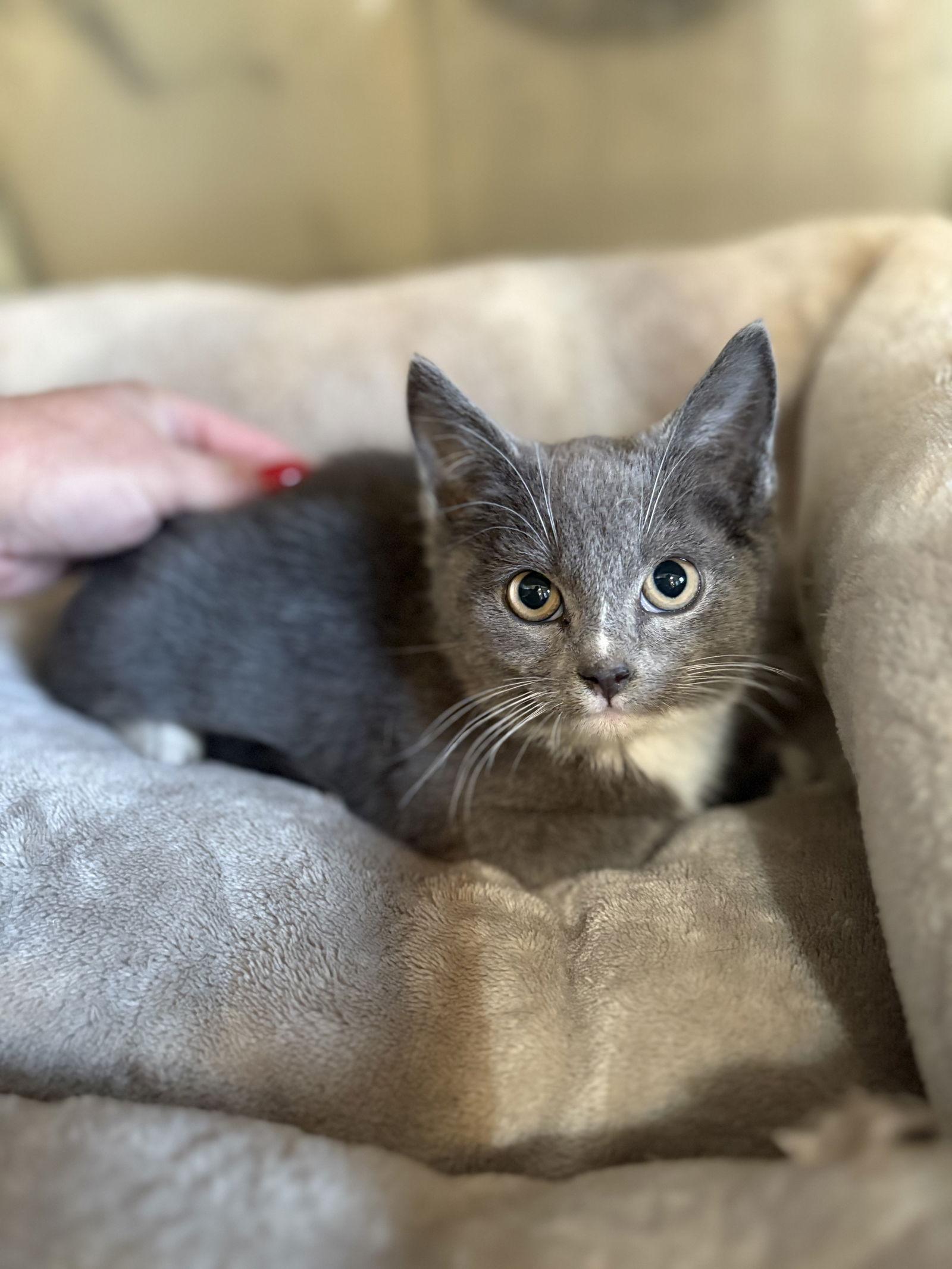 Enlarge Maverick, a Adoptable Domestic Short Hair in Yardley, PA image 1/2