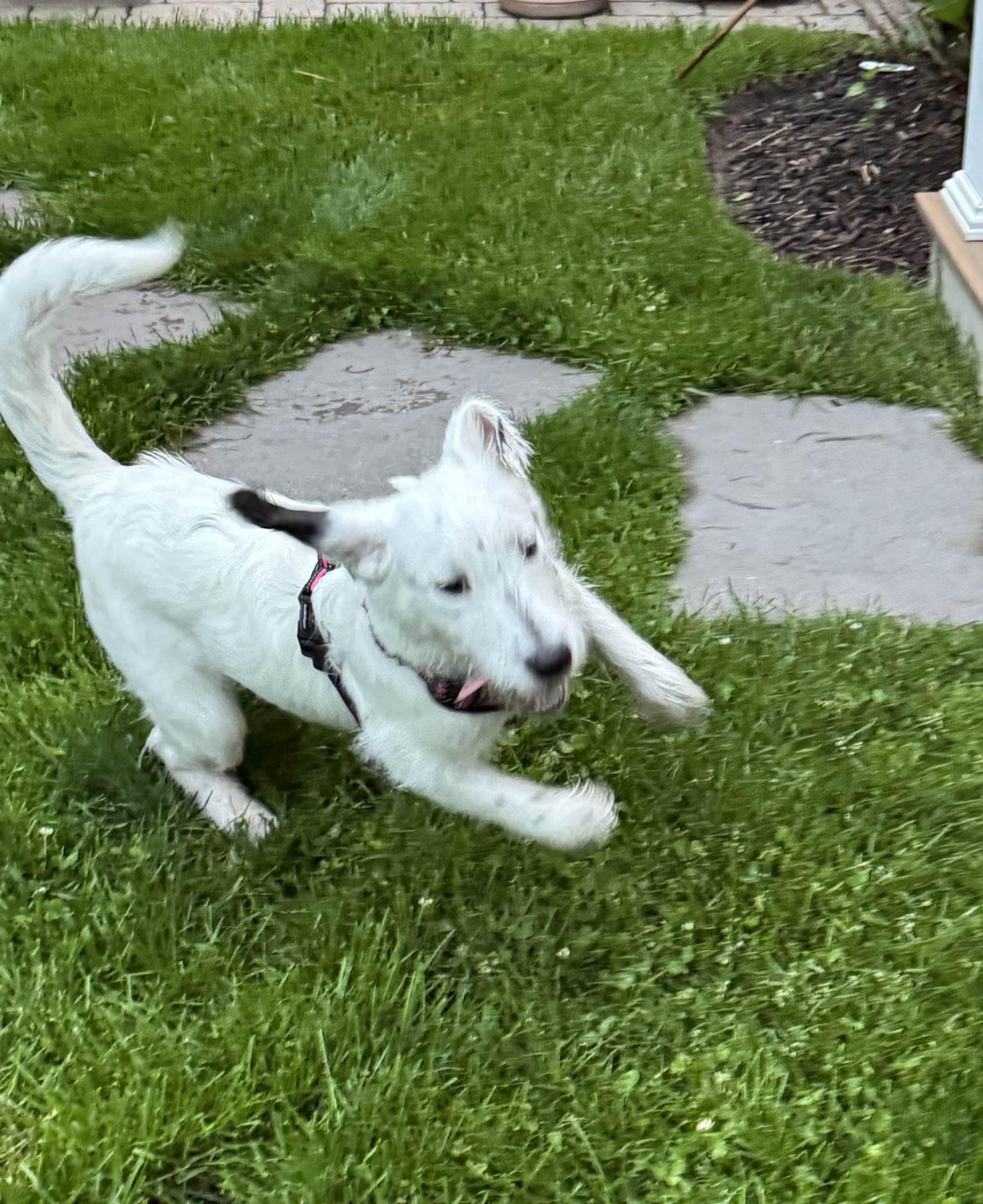 Emma - In NJ , an adoptable mixed breed in Willington, CT image 5/6