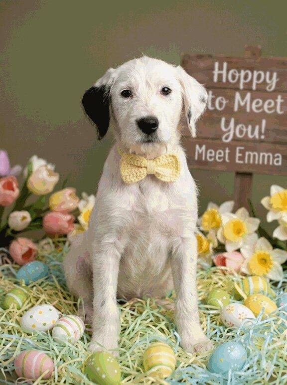 Enlarge Emma, an adoptable mixed breed in Willington, CT image 2/6