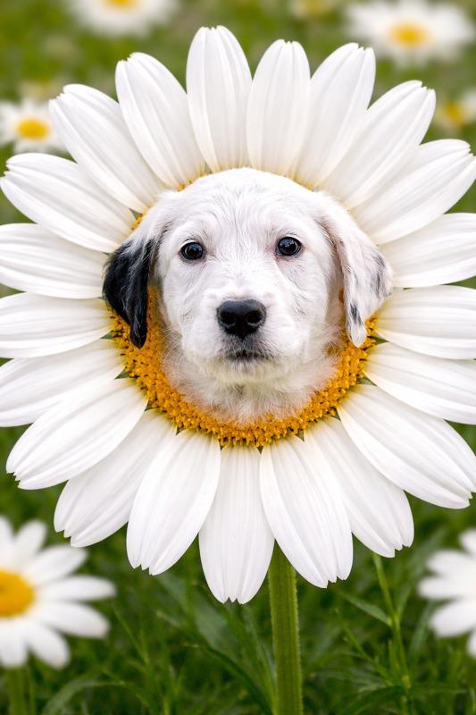 Emma, adoptable, Puppy Female Labrador Retriever & Poodle.