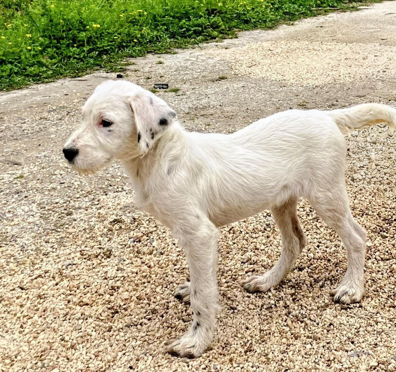 Enlarge Emma, an adoptable mixed breed in Willington, CT image 4/6