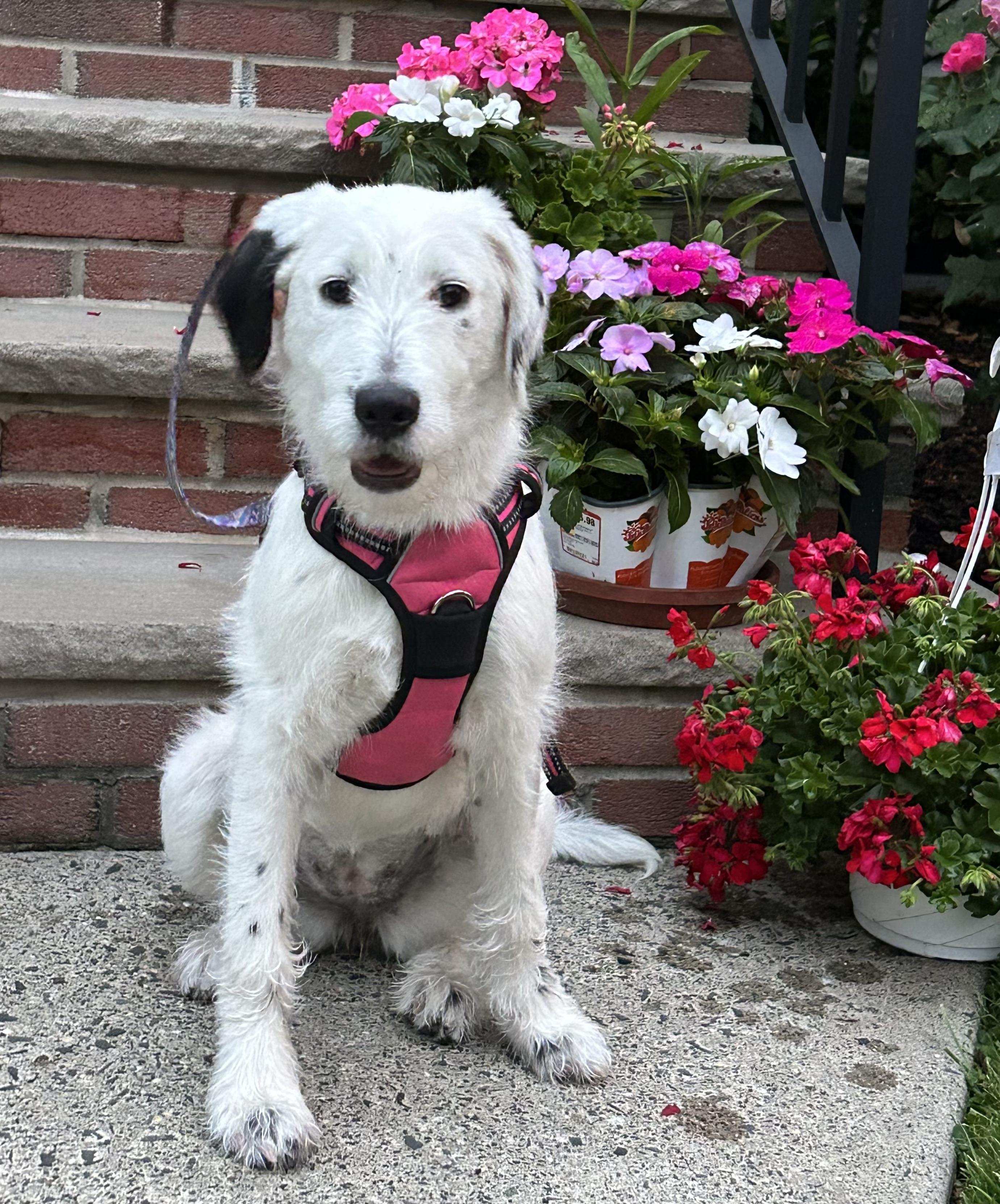 Emma - In NJ , adoptable, Puppy Female Labrador Retriever & Poodle.
